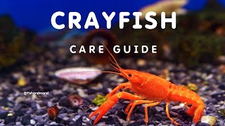 CRAYFISH CARE GUIDE FOR BEGINNERS  HOW TO CARE FOR CRAYFISH [upl. by Nnyluqcaj99]