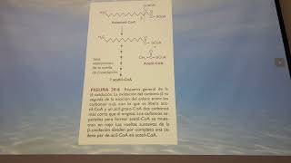 Oxidación de Acidos Grasos [upl. by Sancha]