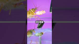 This Tiny Shrimp Has a Sonic Boom Claw [upl. by Eelan904]