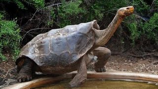 Large turtles mating Theworldofwildlife [upl. by Ced957]