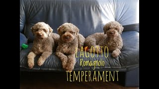 Lagotto Romagnolo temperament [upl. by Cyprian]