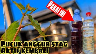 CARA MUDAH MENGATASI POHON ANGGUR YANG STAGNAN CUMA PAKAI RACIKAN INI‼️🍇 [upl. by Annaek]