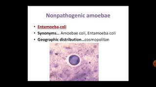 Non pathogenic amoebae part 4 [upl. by Varien]