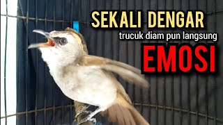 trucukan gacor tarung ROPEL PANJANG ini paling ampuh buat pancingan trucukan agar bunyi NYAUT [upl. by Fredrick]