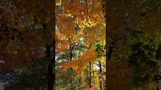 Sunny Autumn in Crothers Woods Toronto hikingtrail torontoparks fallcolors [upl. by Courcy]