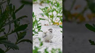 Black skimmer fledging shorts [upl. by Cesare]