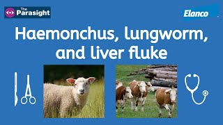 Liver fluke Haemonchus and lungworm [upl. by Rosanna]