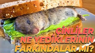 Çinlilerin Bayıldığı  Türklerin Midesinin Kalktığı Akıl Almaz Yemekler [upl. by Assirahc346]