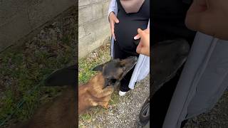 Mâle ou femelle  🤭 l’échographie à la fin de la vidéo 😉 malinois nino enfants enceinte femme [upl. by Bhatt]