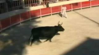 Course Camarguaise Top 5 corrida [upl. by Yrallam]