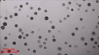 Antagonistic bacteria disrupt calcium homeostasis and immobilize algal cells [upl. by Knipe330]