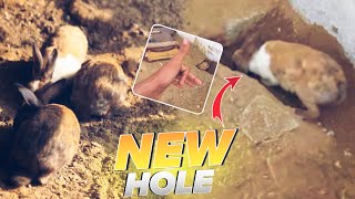 FEMALE RABBIT READY NEW HOLE 😍unfrezzmyaccount petsvloging babyanimal dailyvlogs pigeon [upl. by Karola]