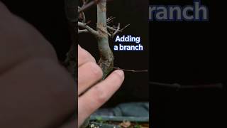 Thread grafting Japanese Maple Bonsai [upl. by Lenhard930]