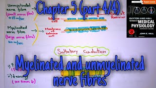 Myelinated nerve fibers  chapter 5 part 44  Guyton and hall text book of medical physiology [upl. by Stock]