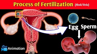 FertilizationConception Process in UrduHindi  Conception Explained in Urdu  Pregnancy [upl. by Gosser]