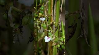 How to Grow Cardamom Using Simple Techniques plants shorts farming [upl. by Lancelot]