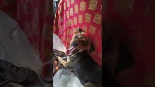 dog videoడాగ్ వీడియో [upl. by Leraj894]