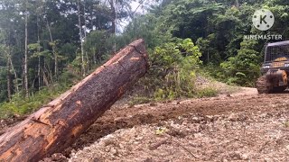 This is expensive logwood being pulled by a Bulldozer D68ess [upl. by Kyred]