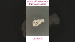 Amoeboid Movement Microscopic movement shorts viral learnic [upl. by Hortense]