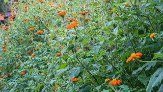 MY TITHONIA PLANT [upl. by Ferwerda348]