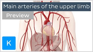 Main arteries of the upper limb preview  Human Anatomy  Kenhub [upl. by Anitrebla]