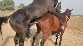 Horse Meeting How To Mating Horse First Time Breeds Horse Female Horses Mating [upl. by Haldis192]