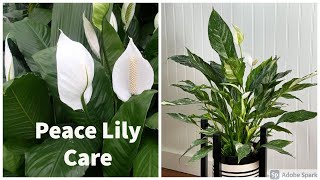 How to care for your Peace Lily [upl. by Zirtaeb]