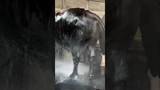 Gigantic Black Gir x Sahiwal Cow getting Showered  Niliravi Buffalo Bull 2025 [upl. by Tonnie]