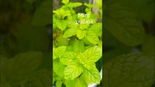 How to get pudina seeds  Pudina plants growing Mint plants garden ytshorts [upl. by Yenahteb885]