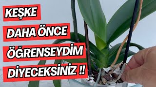 Kolay Orkide Çoğaltma Orkide Nasıl Çoğaltılır Aloe Vera İle Hızlı Çiçek Dalı Oluşturma Keiki [upl. by Annod494]