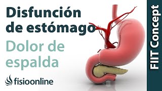 Disfunciones de estómago y dolor de espalda dorsal cervical hombro  Causas y tratamiento [upl. by Retluoc]