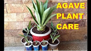 Agave plant care  propagation  Rejuvenation [upl. by Juley]