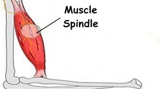 What is the Stretch Reflex or Myotatic Reflex [upl. by Abibah]