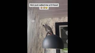 Kelo shouting at his mummy with really bad talk 👉🙈🐦🐦🐦🐦😂😂😂😂😂😂😂😂 [upl. by Schroth]