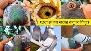 🕊️বাংলাদেশের সবচাইতে কম দামি রেসার কবুতর খামার থেকে ডিম বাচ্চা সহ কারে🇧🇩 [upl. by Stephenie74]