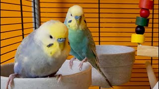 budgie sounds for 7 hours [upl. by Aeriell]