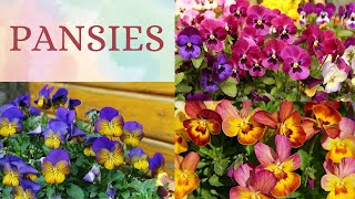 PANSIES  All About Pansy Flower  Pansy Flower Informational Content [upl. by Sheridan]