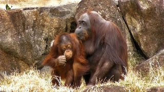 オランウータンの子供リキと遊ぶジプシーNursing Orangutan [upl. by Frolick]