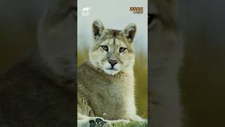 The Real quotMountain Screamersquot  Cougar Communication Secrets shorts  Animal Planet India [upl. by Lanza]