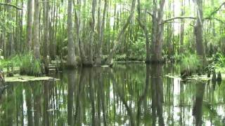 Louisiana Bayou [upl. by Minton431]