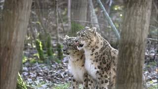 SNOW LEOPARD Phantera uncia SNOW LEOPARD [upl. by Aramal]