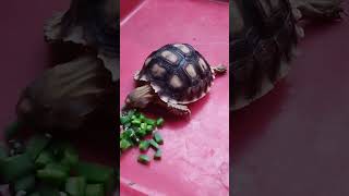 Makan Kaktus Centong sulcata sulcatatortoise kurakura kurakuradarat tortoise babysulcata [upl. by Delcina]