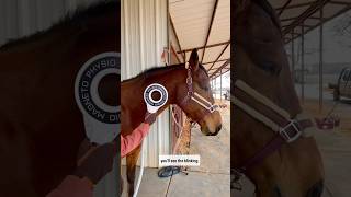 RAPID BLINKING IN HORSES 😳 What does this mean horsecare horses pemf blinking [upl. by Nobe472]