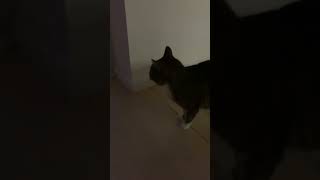 Cat yowling cat screaming yowling cat cat yowling howling screaming enemy neighbour [upl. by Koy893]