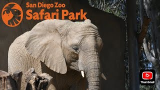 Safari Park Elephant Training [upl. by Bivins]