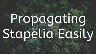 How to Propagate Stapelia Easily  Propagating from cuttings [upl. by Alesiram]