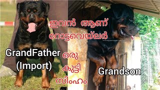 ഇതാണ് റോട്ടവെയ്ലർ എന്ന് പറഞ്ഞാൽ പൊളി സാധനം  DKROTTWEILERS Rottweiler kerala  Dog Farming [upl. by Haddad588]