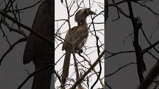 Call of gray hornbill birds nature wildbirdphotography shortsviral shorts shortvideo hornbill [upl. by Ela]