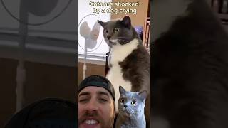 Cat shocked during dog getting nails clipped  highheatrichie reacts with commentary [upl. by Bernat]