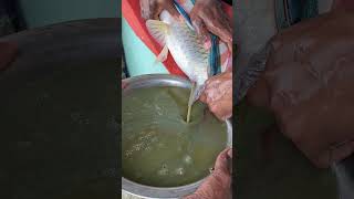 Extract Fish Eggs with Ease [upl. by Ahsekan478]